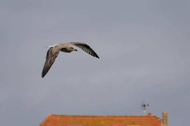 A seagull flies in the sky. The sky is cloudy and the bird is in the air