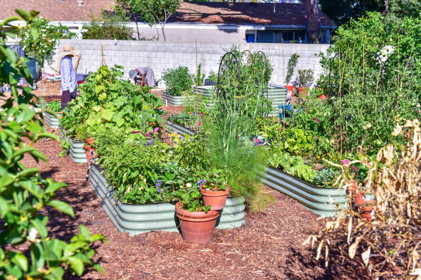 istock homesteads and backyard gardens 2162747595