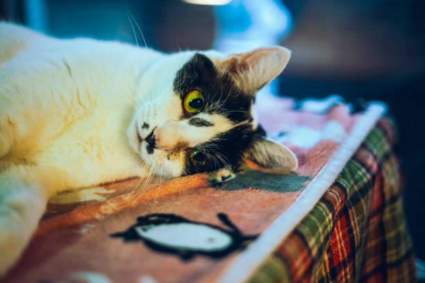Cats with cute little gestures.