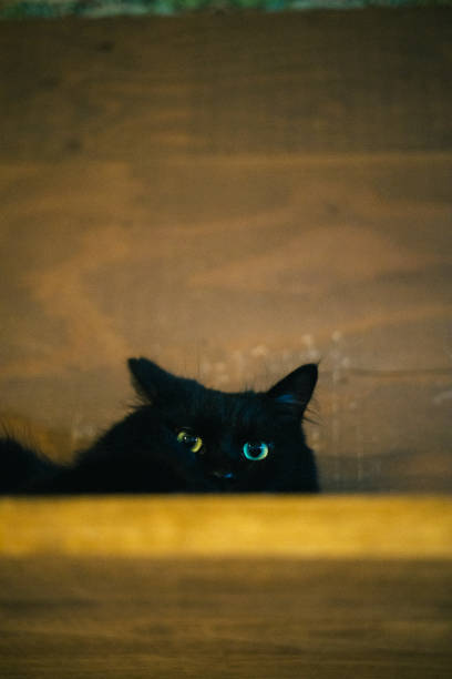Pitch-black longhair cat.