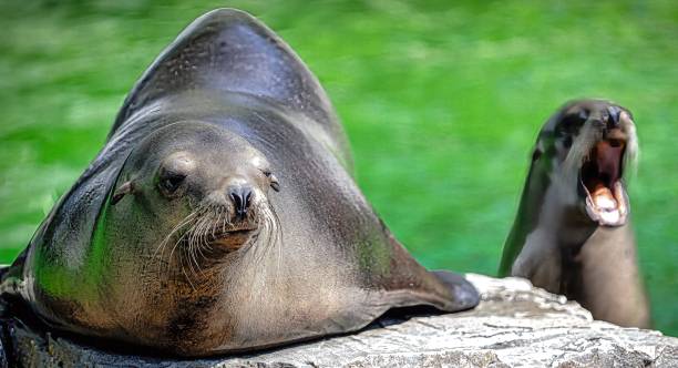 istock the quiet and the screaming seal 2162752880