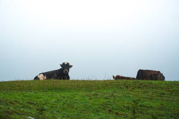 istock A cow is laying down in a field with other cows 2162753837