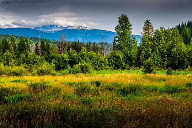 grassland in British Columbia in Canada