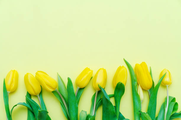 istock Yellow tulips on a light yellow background. 2162757138