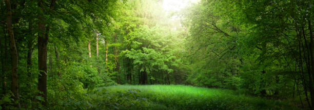 Dreamy scenery in a green forest, a panoramic nature shot