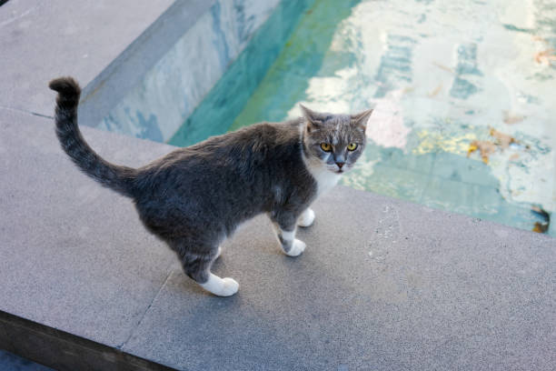 A gray and white cat with yellow eyes stands on the edge of a pool, looking back. The background is a pool with clear water. Concept of pets and curiosity