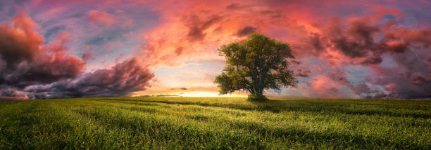 Majestic lone tree on panoramic landscape at spectacular sunset