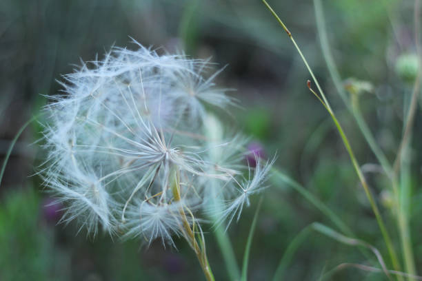 istock Dandelion flower with seeds ball close up in horizontal view with space for text. Postcard image design. 2162759373