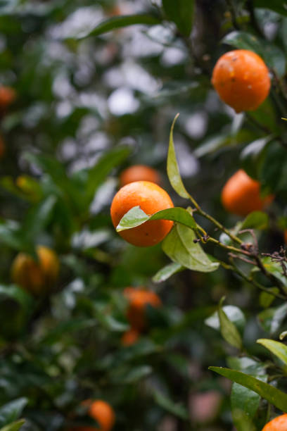 istock Ripe oranges surrounded by green leaves 2162760431