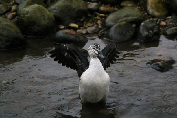 A view of an African Comb Duck AT mARTIN mERE