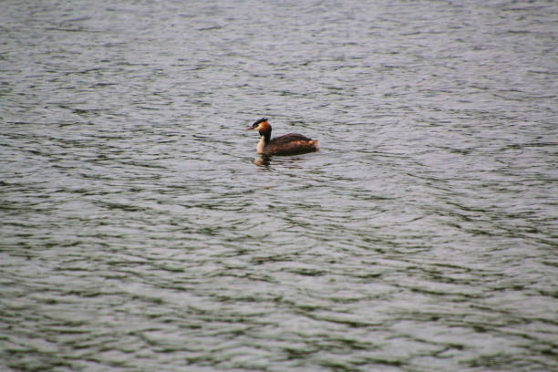 A view of some birds in London