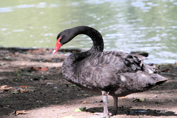 Black swan isolated on white background