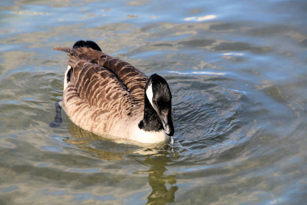 A view of a Canada Goose at Martin Mere