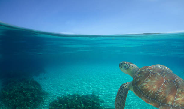 istock a green turtle on a caribbean island 2162762393