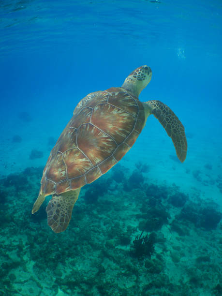 istock a sea turtle in the caribbean sea 2162762394