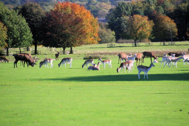 istock A view of some Deer in a park in Cheshire 2162762466