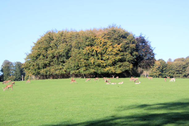 istock A view of some Deer in a park in Cheshire 2162762467