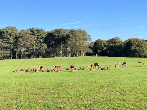 istock A view of some Deer in a park in Cheshire 2162762468