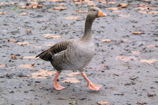 A close up of a Greylag Goose in London