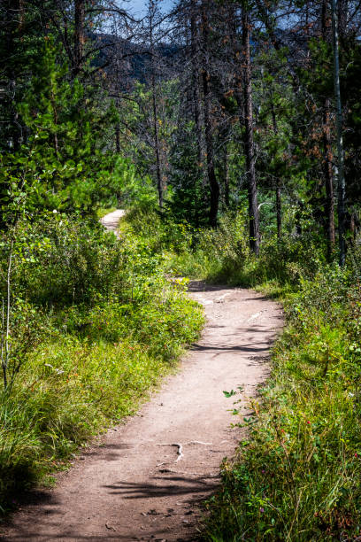 istock winding footpath in a forest in Alberta in Canada 2162762539