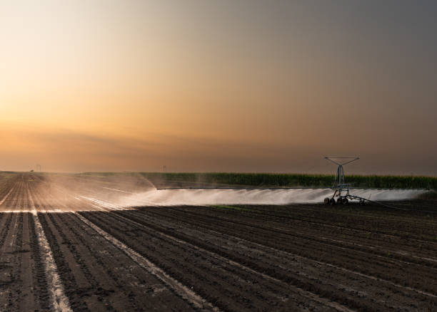 istock Agricultural irrigation system watering corn field 2162762698