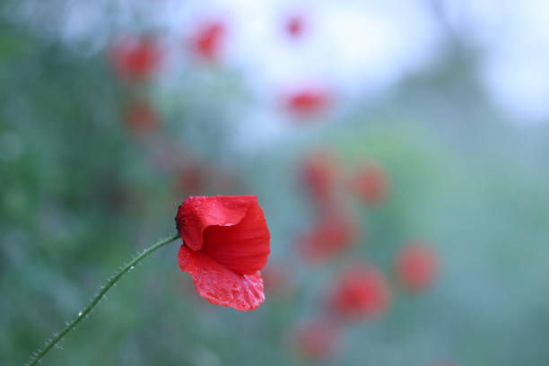 Red poppy flower under the Rain in spring
