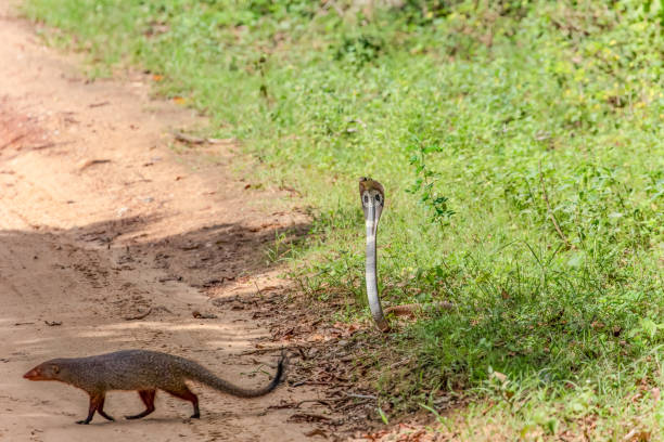 istock mongoose fights with an aggressive cobra in the wild 2162765452