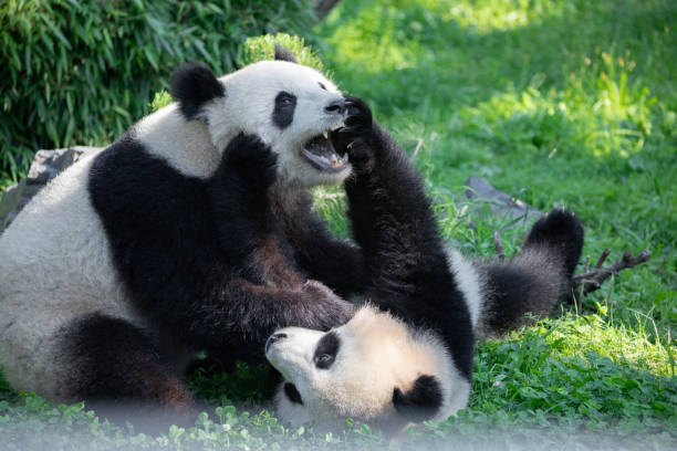 istock cheerful playing pandas on green lawn 2162765710