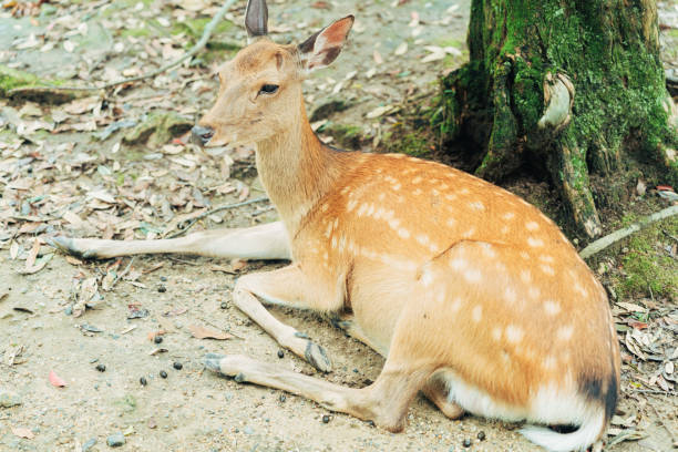 istock Cute deer in Nara Park 2162765835
