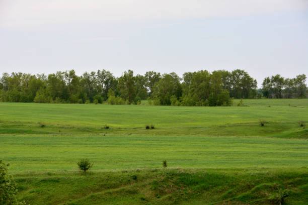 istock a green grassy field with trees in the background 2162765891