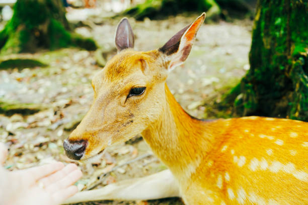 istock Cute deer in Nara Park 2162766460