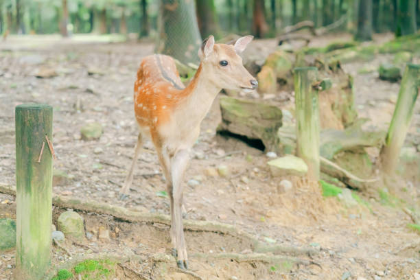 Cute deer in Nara Park