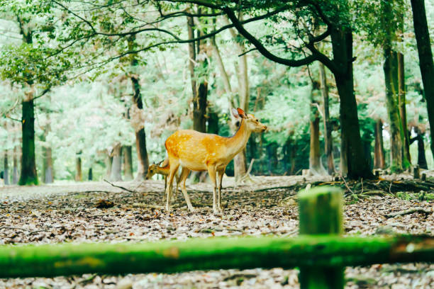 istock Cute deer in Nara Park 2162766762
