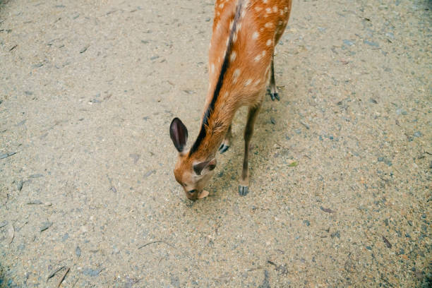 Cute deer in Nara Park