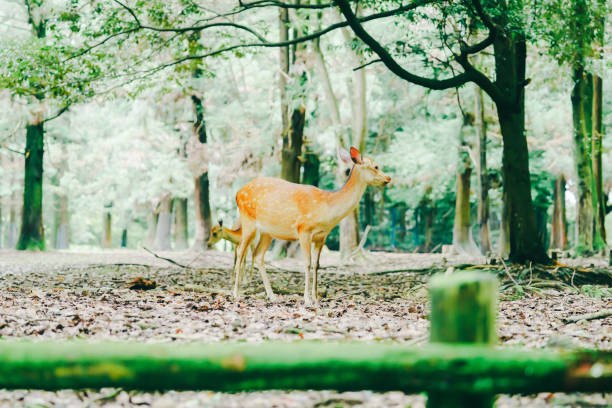 istock Cute deer in Nara Park 2162766834