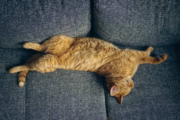Cute ginger cat sleeping funny on gray sofa.