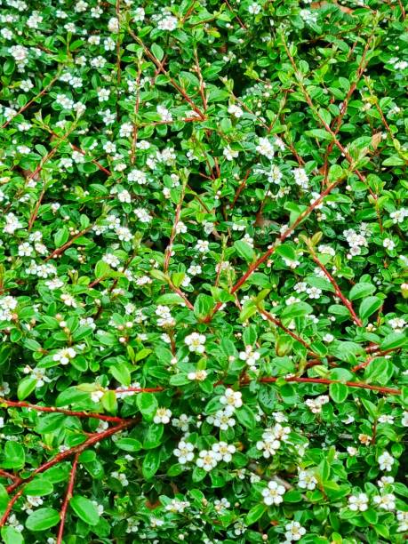 istock Cotoneaster Dammeri plant 2162767127