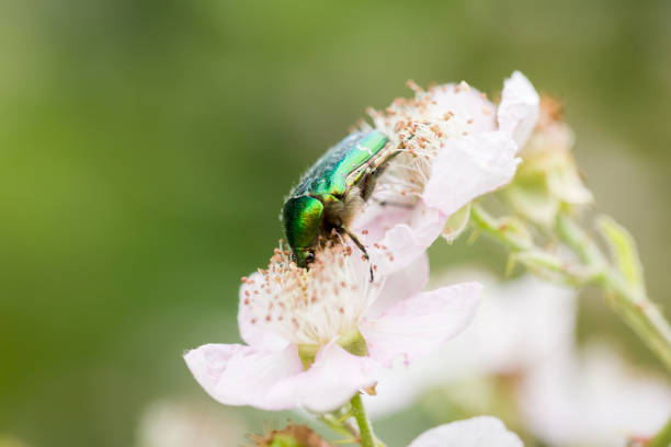 Green beetle drinking nectar on a blackberry blossom