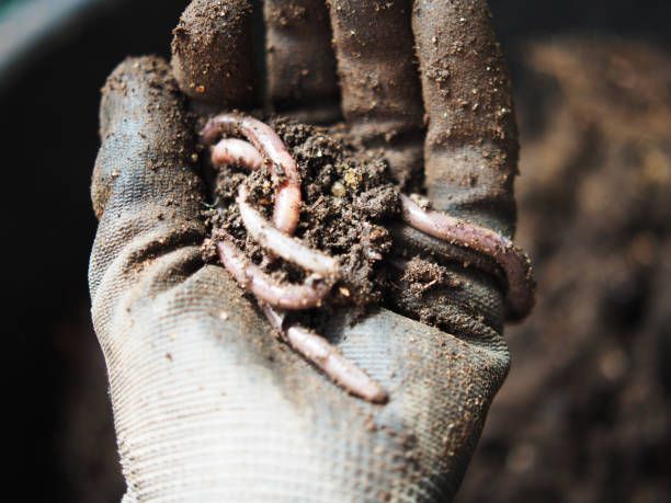 istock earthworm in soil for planting ang hand holding them 2162767546