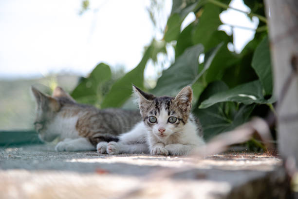 Two curious kittens lie side by side on a sunny day, surrounded by lush green foliage, observing their surroundings with wide, inquisitive eyes.