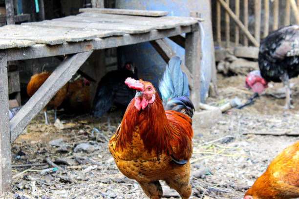 The red rooster in the farm