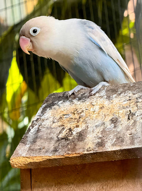 istock cute bird lovebirds or parrot are perched on a tree branch. This bird which is used as a symbol of true love has the scientific name Agapornis fischeri 2162773178