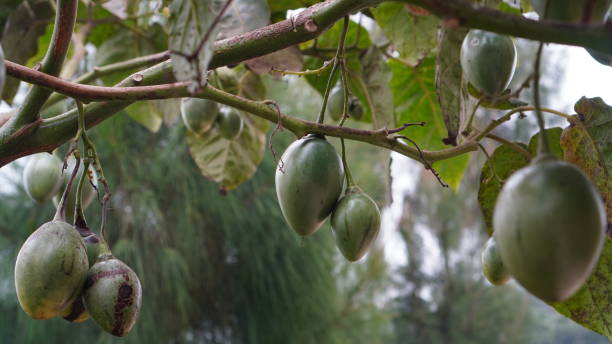 istock unripe tamarillo fruit on the tree 2162773397