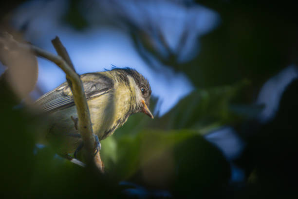 The Blue Tit is a small tit that takes its name from the blue color of its crown, wings and tail. His head is remarkable. The face, largely white, is barred with three dark blue to black lines, two loral lines which pass through the eye to join the nape of the same color, and a broad gular line which joins a collar, which itself borders the cheeks white and joins the nape of the neck.