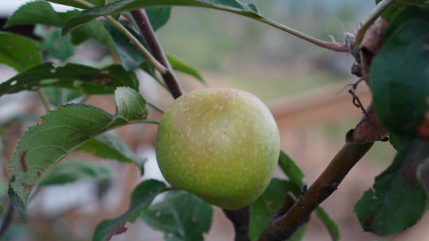 istock close up of apples on the tree 2162773496