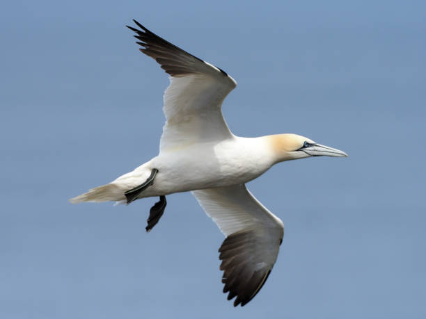Gannet (Morus Bassanus) in flight at Troup Head, Scotland