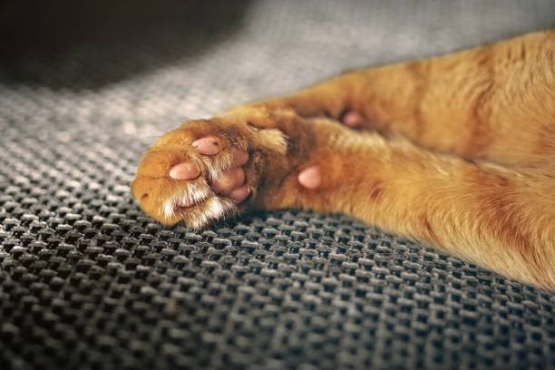 Background texture striped ginger catt fur, wool close up