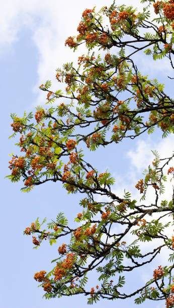 istock Pattern in Nature - Sorbus Aucuparia, Rowan Tree Branches. 2162774828