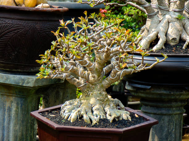 istock Desert Rose Bonsai 2162776027