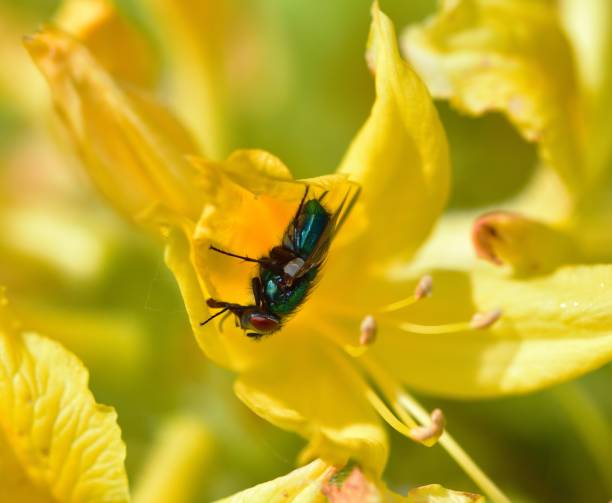Green Bottle upside down on a yellow flower